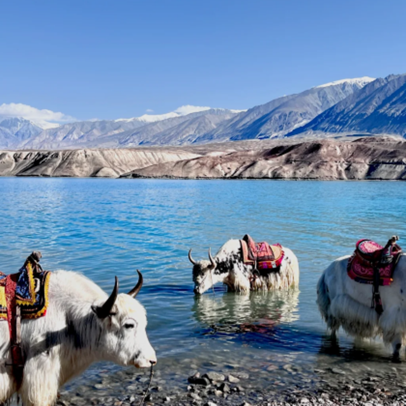 新疆旅行社行业新动态:打造深度旅行体验